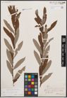 Foto von Salix cinerea L.